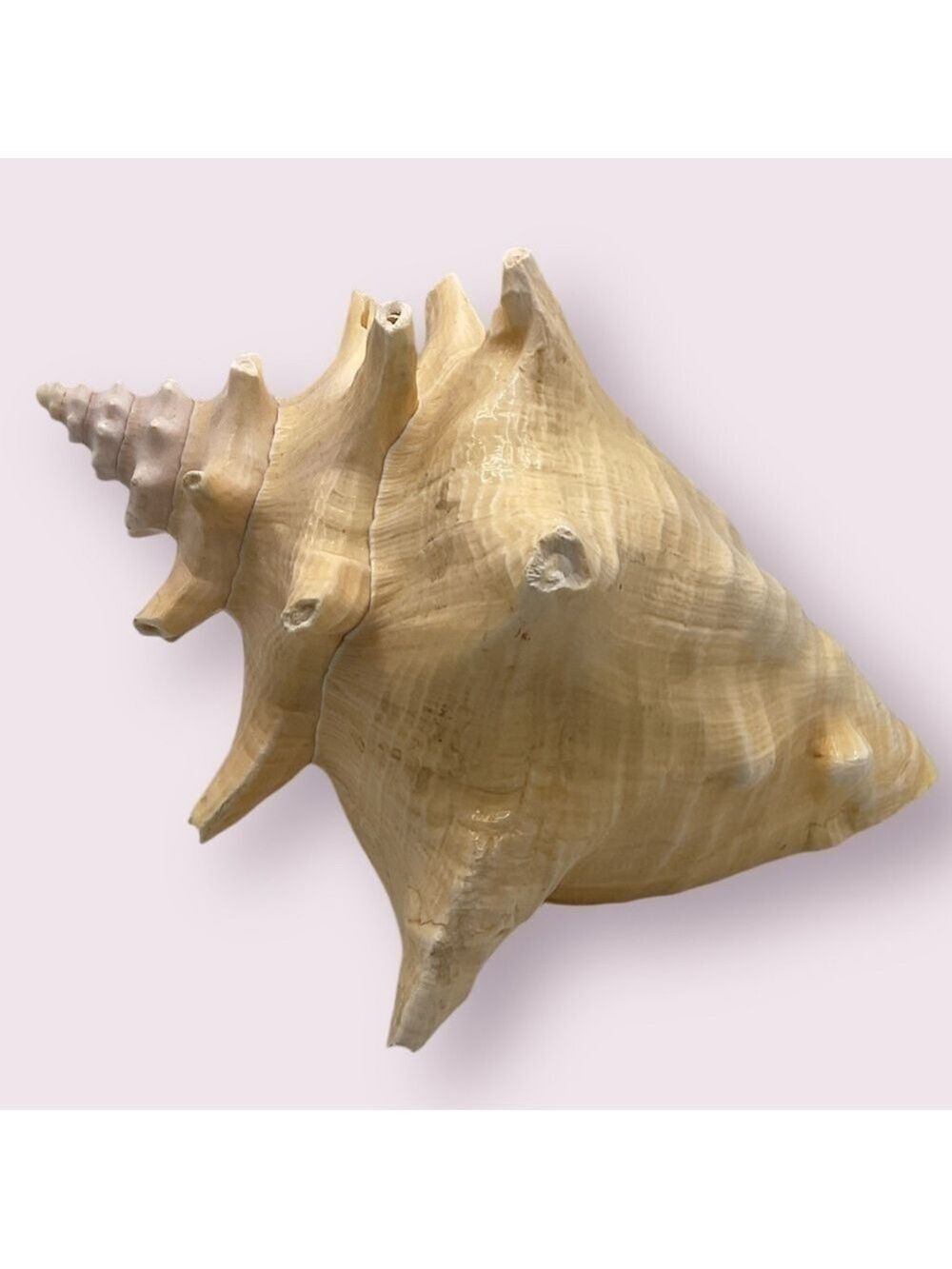 Queen Conch Shell Extra Large - Picture 2 of 5